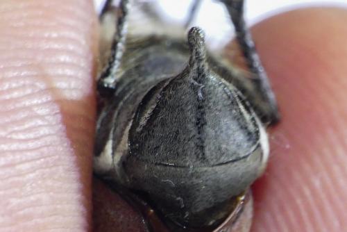 Melolontha hippocastani